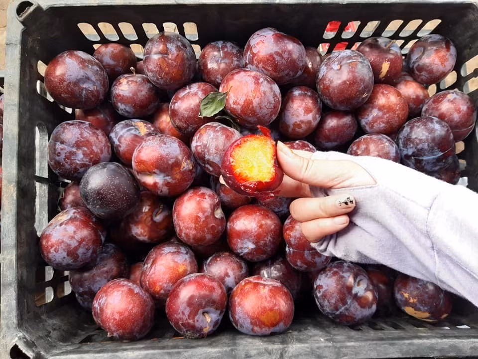 Đặc biệt, toàn bộ mận ở Việt Nam đều hết mùa vào khoảng giữa tháng 7 và cuối tháng 7, vì vậy những loại mận sau đó đều là mận Trung Quốc.