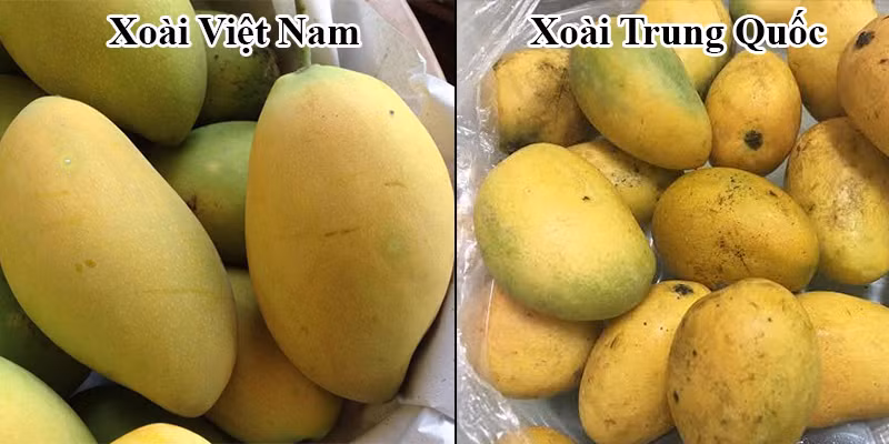 Xoài Việt Nam vỏ căng bóng, có màu vàng sáng, không bị thâm đen, vỏ nhăn, nhũn. Chín có mùi thơm ngọt đậm, không hắc. Còn xoài Trung Quốc vỏ bên ngoài thường màu xanh không chín vàng nhưng bên trong lại chín vàng, không có vị xoài và nhạt nhẽo, không có vị xoài và ăn nhạt nhẽo. Nguồn ảnh: Internet. Video: Đào Trung Quốc “đội lốt” đào Sa Pa. Nguồn: VTC1