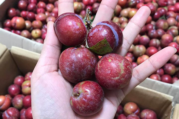 Mận Trung Quốc cũng là loại quả được bán nhiều tại các chợ. Điểm dễ nhận biết nhất đó là mận Việt quả nhỏ, chín có màu đỏ, không róc hạt, thường có vị thanh.