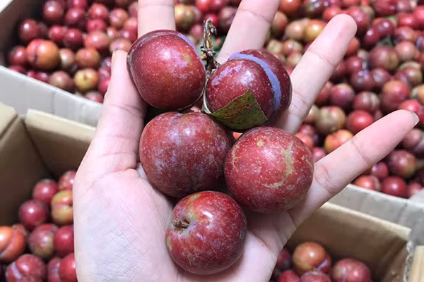 Mận Trung Quốc cũng là loại quả được bán nhiều tại các chợ. Điểm dễ nhận biết nhất đó là mận Việt quả nhỏ, chín có màu đỏ, không róc hạt, thường có vị thanh.