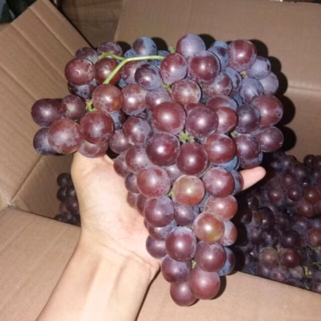 Nho đỏ Ninh Thuận khi chín có màu tím nhạt, ăn hơi rôn rốt chứ không ngọt sắc như nho Trung Quốc. Loại nho này quả nhỏ, tương đối khít nhau, chùm cũng không to.