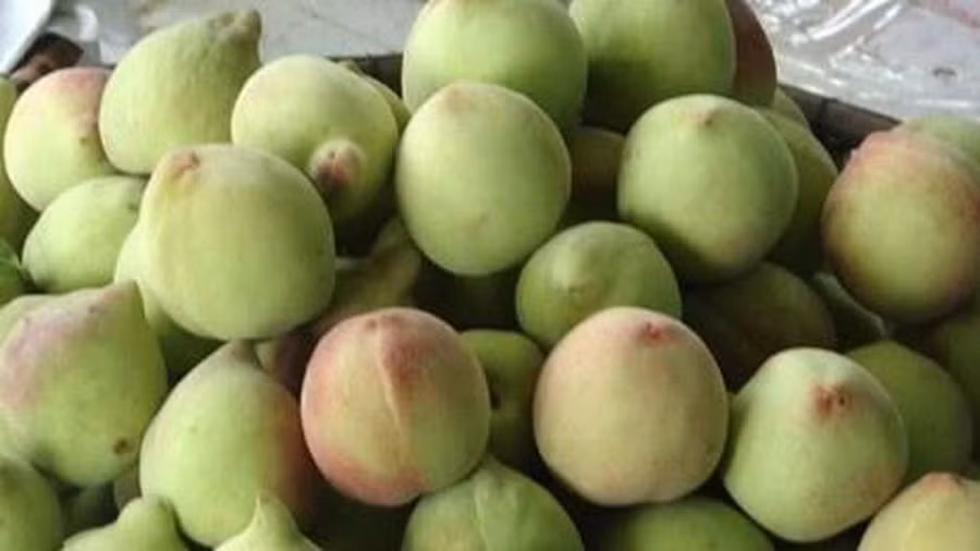 Đào mỏ quạ Sa Pa có phần đáy quả thường có chỗ nhọn lên và hơi khoằm, kích cỡ trái nhỏ, không đồng đều, đường kính tầm 5-6 cm và nhiều lông.