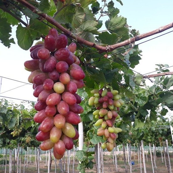 Còn nho hồng là giống nho mới của Ninh Thuận, có đặc điểm quả có hình bầu dục, vỏ dày, có màu hồng tươi ở phần cuối của quả và quả nho lớn hơn rất nhiều so với quả nho đỏ. Trọng lượng từ 1,5 đến 1,8kg/chùm.