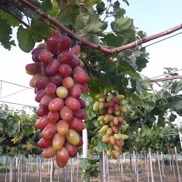 Còn nho hồng là giống nho mới của Ninh Thuận, có đặc điểm quả có hình bầu dục, vỏ dày, có màu hồng tươi ở phần cuối của quả và quả nho lớn hơn rất nhiều so với quả nho đỏ. Trọng lượng từ 1,5 đến 1,8kg/chùm.