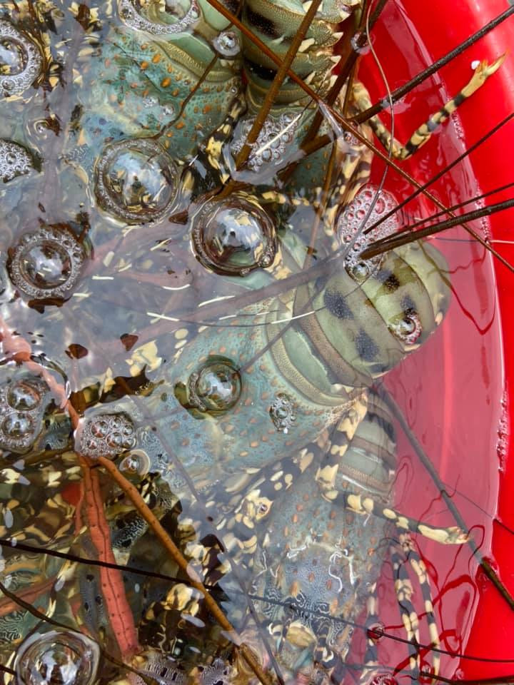 Tôm hùm bông thiên nhiên có giá khoảng 3 triệu đồng/kg cũng được giới nhà giàu lùng mua về thưởng thức. Ảnh: Facebook.