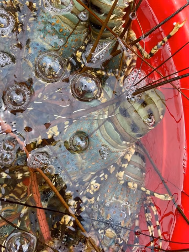 Tôm hùm bông thiên nhiên có giá khoảng 3 triệu đồng/kg cũng được giới nhà giàu lùng mua về thưởng thức. Ảnh: Facebook.