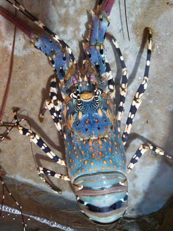 Theo người bán, tôm hùm bông thiên nhiên cỡ lớn thường khá hiếm. Mỗi lần nhập, cửa hàng thường chỉ đủ trả cho đơn khách đặt trước. Ảnh: Facebook.