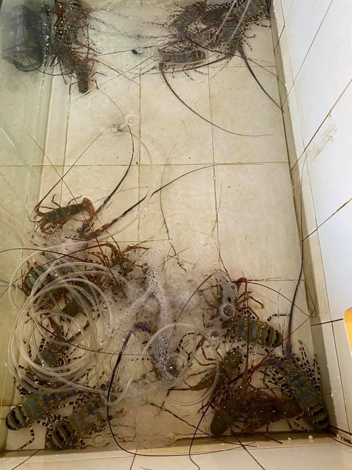 Đáng chú ý, có những con nặng tới 5-6kg. Tính ra, để mua được loại tôm này, đại gia phải chi tới 15-18 triệu đồng/con. Ảnh: Facebook.