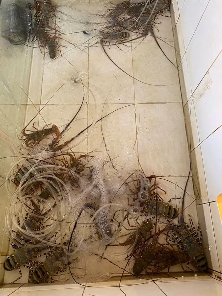 Đáng chú ý, có những con nặng tới 5-6kg. Tính ra, để mua được loại tôm này, đại gia phải chi tới 15-18 triệu đồng/con. Ảnh: Facebook.