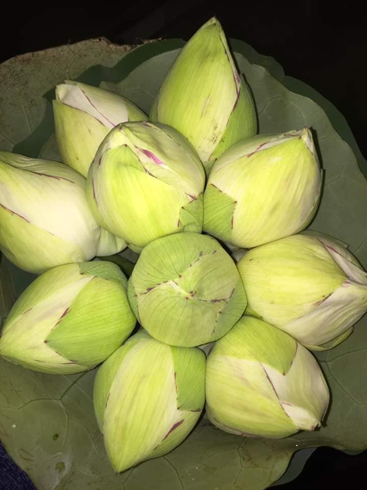 Khoảng 1 tuần nay, chị Na rất đắt hàng, mỗi ngày được khoảng 500 - 600 bông, có ngày cao điểm lên tới gần 1.000 bông sen.