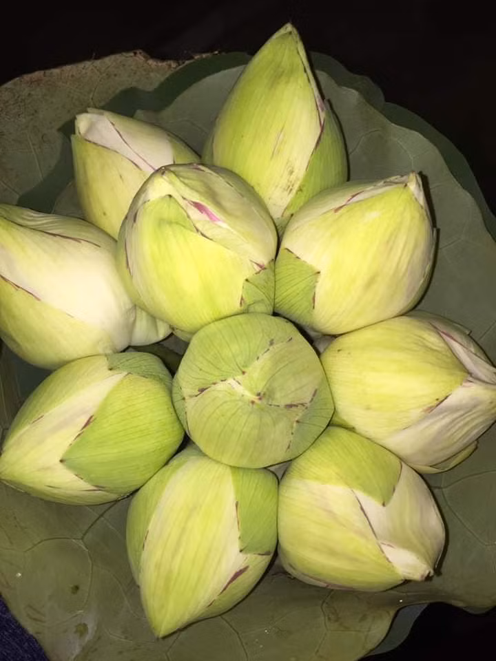 Khoảng 1 tuần nay, chị Na rất đắt hàng, mỗi ngày được khoảng 500 - 600 bông, có ngày cao điểm lên tới gần 1.000 bông sen.