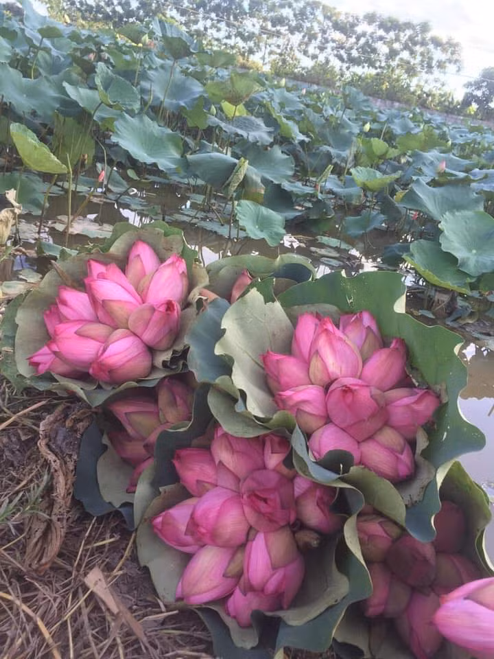 Sau khi nhận đơn, chị Na ghi lại cẩn thận từ tối rồi sáng sớm hôm sau đi lấy hàng, chia thành từng bó và đi ship.