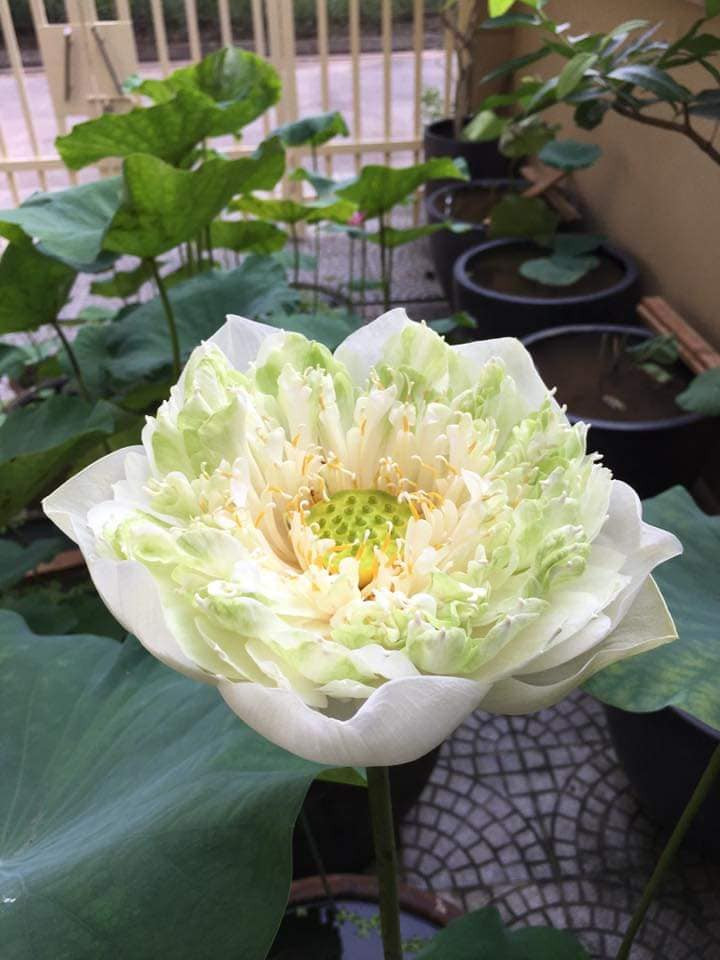 Chị Na (Hà Nội) cho biết bắt đầu bán sen bách diệp từ khoảng 3 tuần nay. Sen thông thường được bày bán ở chợ và các hàng rong trên phố nên chị Na rao bán trên mạng.