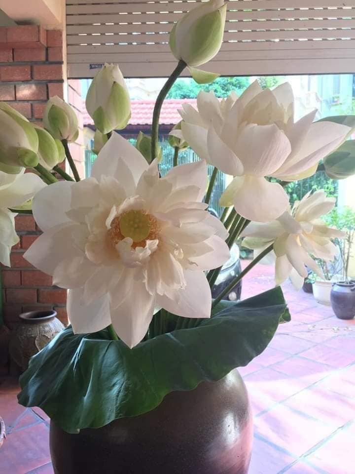 Sen quan âm có từ tháng 4 đến tháng 11 dương lịch, có 2 màu chính là hồng và trắng.