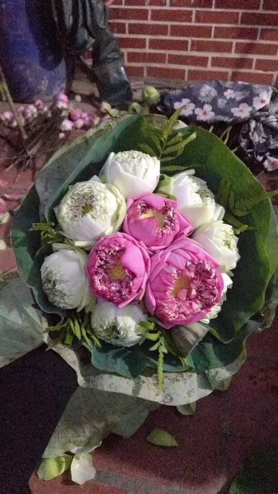 Sen bách diệp đắt gấp đôi loại thường nhưng vẫn không đủ bán Sen bach diep dat gap doi loai thuong nhung van khong du ban