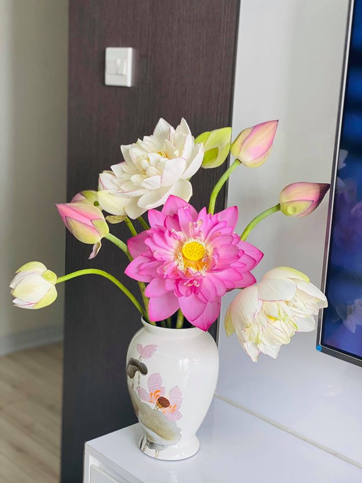 Dù giá đắt gấp đôi sen thường nhưng sen bách diệp vẫn thu hút rất đông người mua.