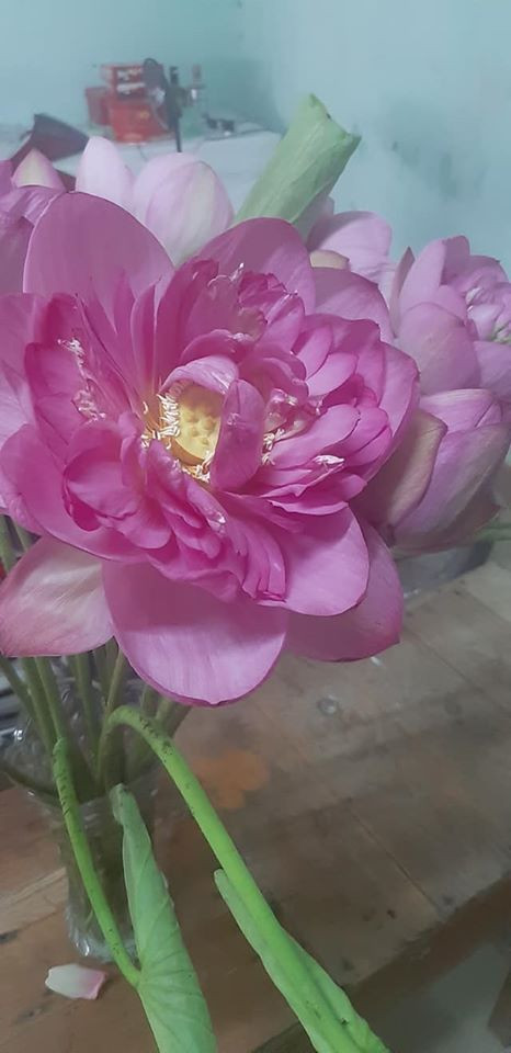 Chị Trang (Hai Bà Trưng, Hà Nội) cho biết rất thích sen bách diệp vì có màu sắc rất đẹp với nhiều lớp cánh, khi bung nở rất duyên dáng và có độ bền cao hơn các loại hoa sen khác.