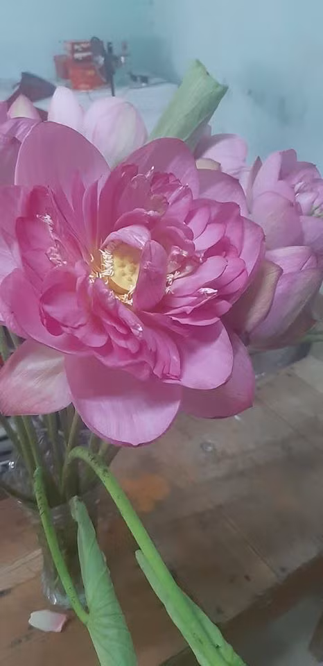 Chị Trang (Hai Bà Trưng, Hà Nội) cho biết rất thích sen bách diệp vì có màu sắc rất đẹp với nhiều lớp cánh, khi bung nở rất duyên dáng và có độ bền cao hơn các loại hoa sen khác.