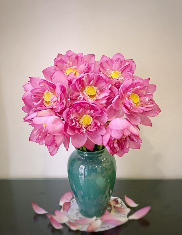 Sen dách diệp là giống sen Thái, nụ sen hình cầu. Hoa to bằng hai bàn tay úp vào nhau và có tới hàng trăm cánh hoa nhỏ bên trong.