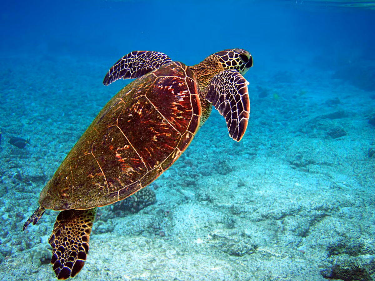 Rùa xanh là động vật có tên trong Sách đỏ Việt Nam. Ảnh: Internet.