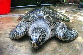 Rùa xanh còn gọi là vích, phân bổ ở hầu hết vùng biển Việt Nam. Ảnh: Baoquangninh.