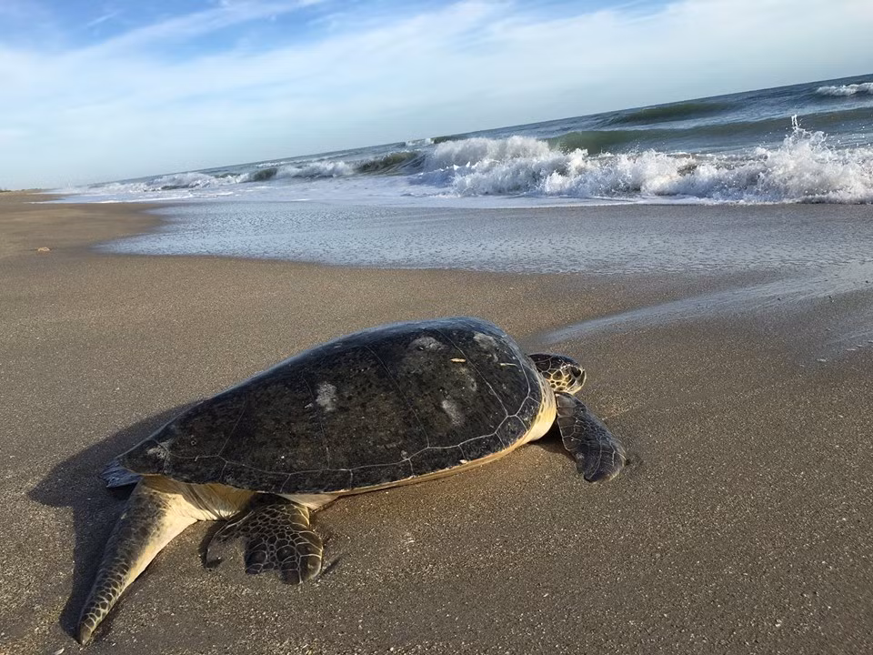 Theo Sách đỏ của Tổ chức Bảo tồn thiên nhiên thế giới (IUCN) và Sách đỏ Việt Nam thì loại này thuộc cấp N (cấp nguy cấp, được bảo vệ ở cấp độ 1). Ảnh: Internet.