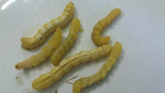 Người vùng cao thường dùng sâu chít để ngâm rượu hoặc chế biến thành các món ăn như rang lá chanh, tẩm bột chiên, nấu cháo, xào su su...và ngâm rượu. Ảnh: Dân Việt.