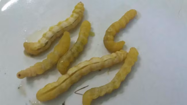 Người vùng cao thường dùng sâu chít để ngâm rượu hoặc chế biến thành các món ăn như rang lá chanh, tẩm bột chiên, nấu cháo, xào su su...và ngâm rượu. Ảnh: Dân Việt.