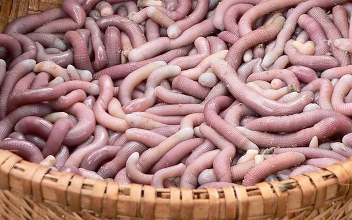 Sâu cát (hay sá sùng) được ví như mì chính siêu đắt đỏ của giới nhà giàu. Chúng được tìm thấy nhiều ở vùng bờ biển Quảng Ninh, nhất là các xã Minh Châu, Quan Lạn. Ảnh: Internet