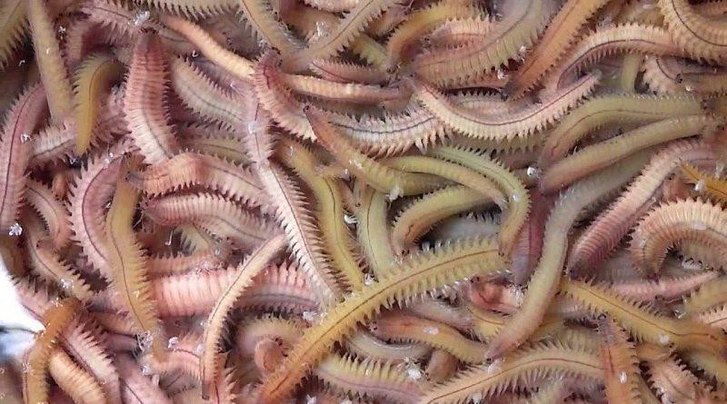 Là đặc sản trông kinh dị nhưng rươi vẫn khiến nhiều người mê điếu đổ. Dù có lúc giá hơn 500.000 đồng/kg nhưng các bà nội trợ vẫn tấp nập mua. Ảnh: Internet.