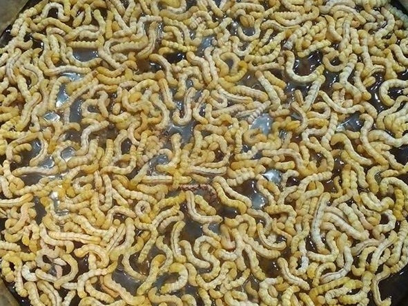 Ngoài sâu tre, sâu chít - đặc sản vùng cao Tây Bắc cũng được người tiêu dùng lùng mua. Thoạt nhìn, sâu chít có hình dáng giống nhộng tằm nhưng nhỏ và dài hơn. Ảnh: Lao động.