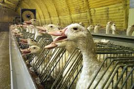 Theo phóng viên tờ Newsweek, đàn ngỗng ở một trang trại foie gras trông "bơ phờ" và "thường bị què bởi nhiễm trùng bàn chân do phải đứng trên lưới kim loại trong quá trình ép ăn bằng ống".
