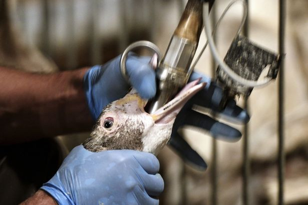 Ngoài ra, chúng thường bị tổn thương thực quản do lượng thức ăn quá tải đổ xuống họng, gãy xương ức, nhiễm nấm, tiêu chảy, suy giảm chức năng gan và rất căng thẳng. Một số con chết vì viêm phổi hoặc nghẹn khi nuốt hạt.