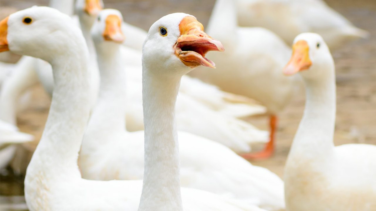 Nhiều con quá béo không thể di chuyển, căng thẳng, trở nên hung hăng, tự xé lông mình và tấn công các con khác.