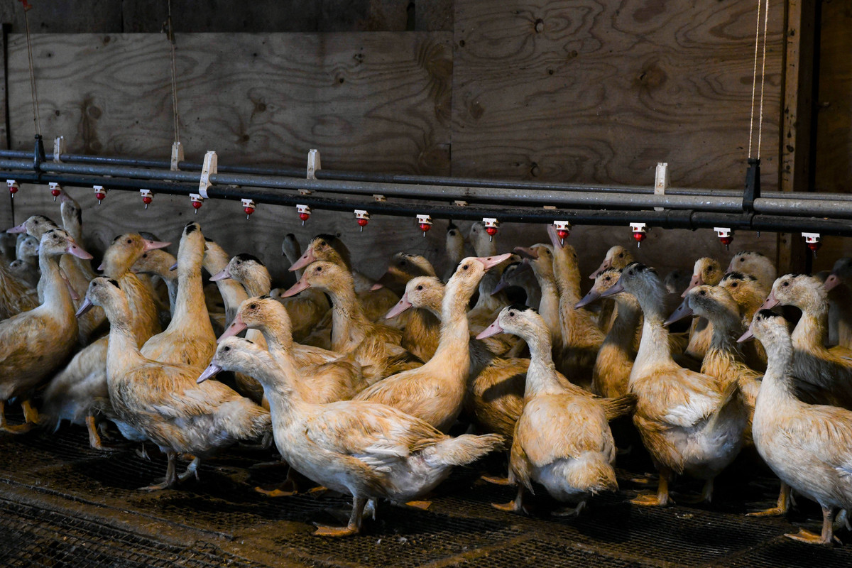 Thời gian trưởng thành của những con ngỗng này gấp 2,5 lần gà. Nếu gà chỉ cần 45 ngày thì ngỗng cần tới 105 ngày.