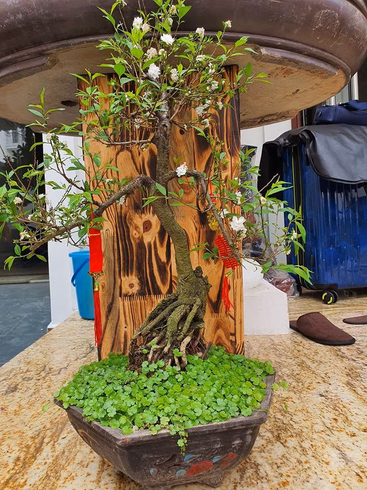 Thêm một chậu mai đặt trong sân vườn của Tuấn Hưng.