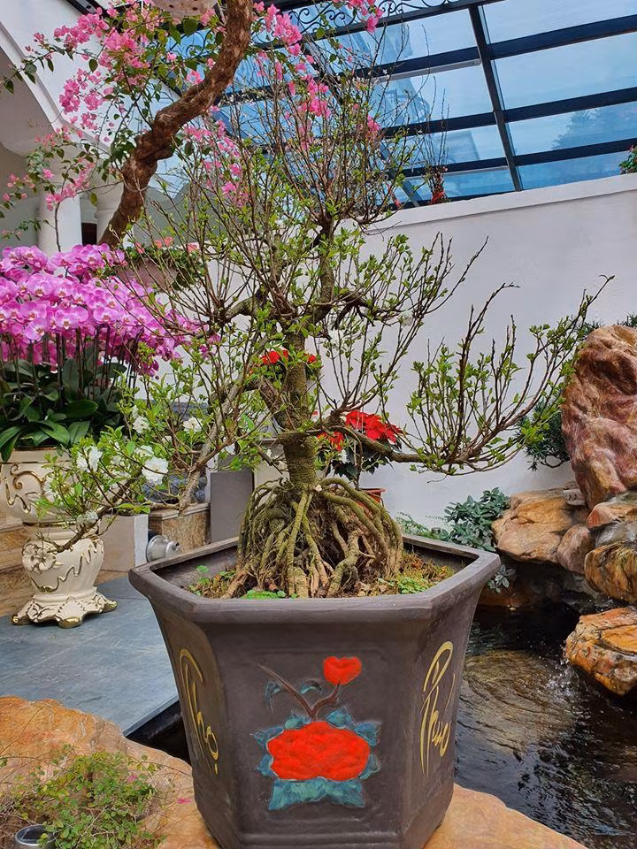 Trong khu vườn nhà Tuấn Hưng có nhiều cây cảnh đẹp và đắt tiền. Trong số đó, đáng chú ý nhất chính là cây mai mà nam ca sĩ được bố vợ tặng kèm lời chúc "năm nay làm ăn tốt hơn năm ngoái".