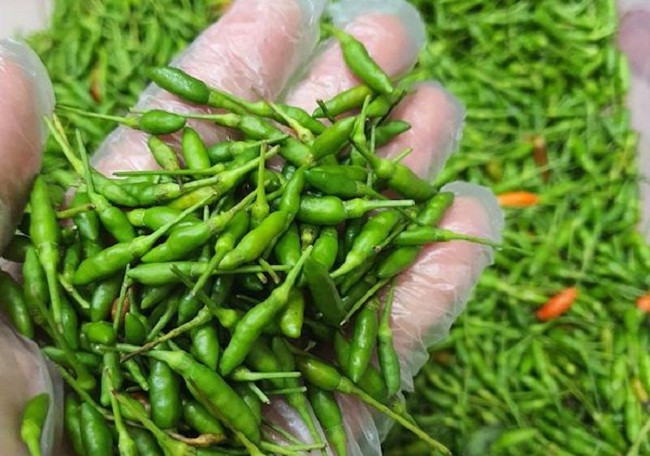Lý giải về mức giá đắt đỏ của ớt gió Hà Giang, người bán cho biết, dịp này đang vào mùa thu hoạch ớt gió tươi, song việc gom mua khá khó khăn vì phụ thuộc hoàn toàn vào dân bản hái được nhiều hay ít. Ảnh: Dân Việt.