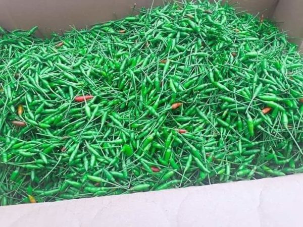 Ngoài Hà Giang, ớt thóc còn có ở các tỉnh miền núi khác như Lai Châu, Lạng Sơn,…nhưng không phổ biến. Ảnh: Dacsanlamqua. Video: Nghẹn đắng mua nước ngọt với giá đắt đỏ. Nguồn: VTC1