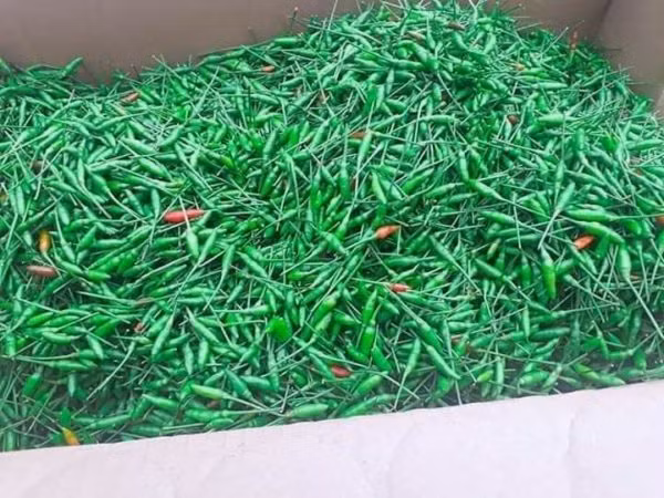 Ngoài Hà Giang, ớt thóc còn có ở các tỉnh miền núi khác như Lai Châu, Lạng Sơn,…nhưng không phổ biến. Ảnh: Dacsanlamqua. Video: Nghẹn đắng mua nước ngọt với giá đắt đỏ. Nguồn: VTC1