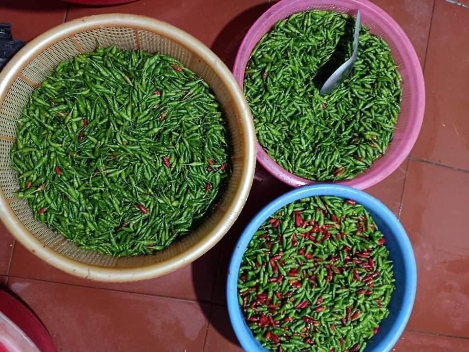 Theo người bán, ớt gió được trồng và chỉ cho năng suất tốt ở cao nguyên Đồng Văn (Hà Giang). Ảnh: FB Thúy Hằng.