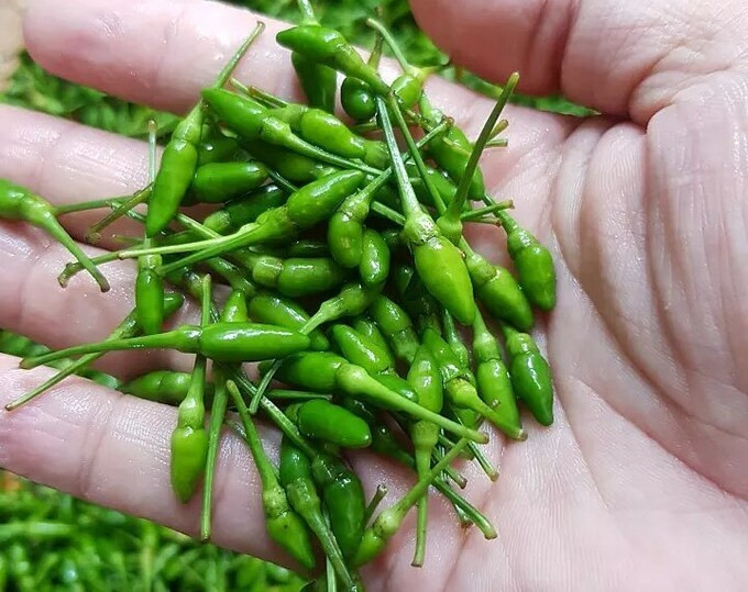 Trung bình, mỗi ngày các tiểu thương chỉ dám nhận từ 20-30kg ớt vì sợ không có hàng giao cho khách. Ảnh: HTX Thành Công