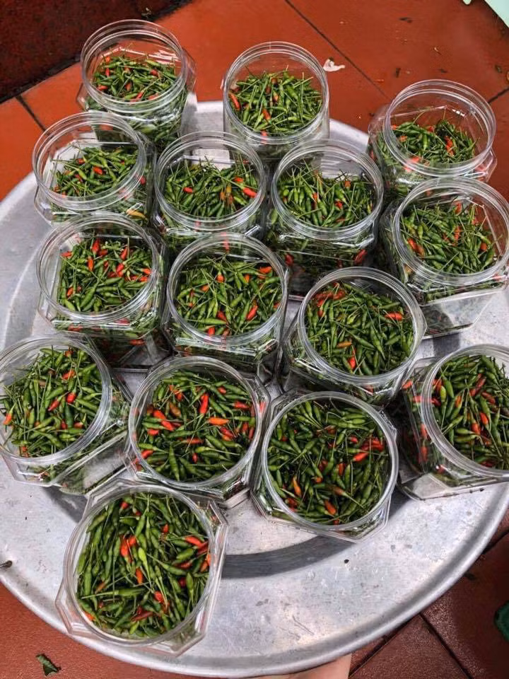 Cô Hà (một đầu mối bán đặc sản Tây Bắc online) cho biết, ớt gió năm nay khá hút khách dù giá rất cao. Gần đây, mặt hàng ớt gió của cô Hà luôn trong tình trạng "cháy hàng". Ảnh: Mega Food.