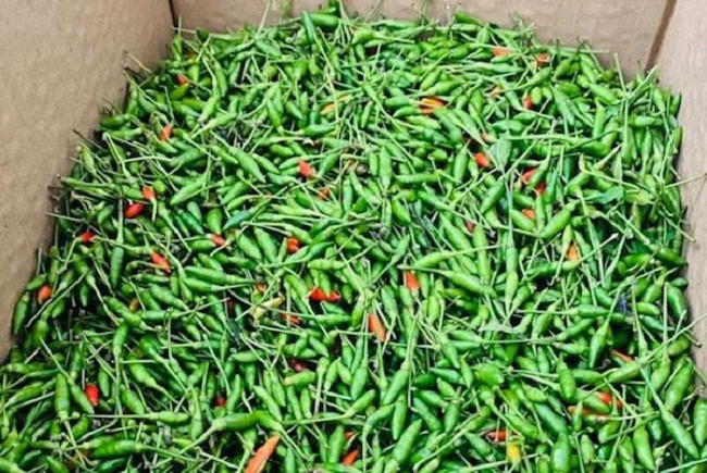 Mùa vụ thu hoạch chỉ kéo dài khoảng 4 tháng, trong đó vụ thu hoạch rộ từ tháng 6 đến tháng 8. Ảnh: Dân Việt.