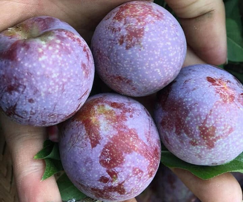 Khách hàng chủ yếu là chị em công sở, mua từ 0,5 - 1kg để thưởng thức cho biết. Nguồn ảnh: Facebook