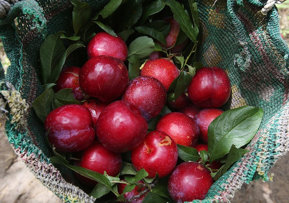 Bên cạnh các loại mận quen thuộc từ mùa trước, thời gian gần đây chị em lại xôn xao về những trái mận đồi Pu Nhi khá mới mẻ.