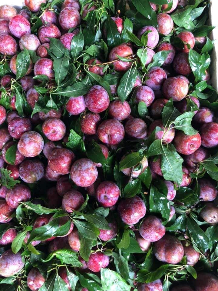 Nhìn bên ngoài, mận Pu Nhi khá giống với mận hậu. Tuy nhiên, mận hậu có vỏ màu đỏ tươi thì mận Pu Nhi màu đỏ thẫm và mỏng hơn. Hơn nữa, mận Pu Nhi ngọt hơn nhiều và không hề bị chát.