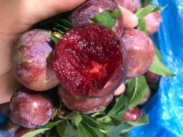 Trồng ở vùng núi cao, thổ nhưỡng tốt, cây lâu năm cộng với đặc trưng khí hậu nóng ẩm của vùng Tây Bắc nên những trái mận ở đây giòn, đỏ thẫm, dóc hạt, được mệnh danh là mận ngon nhất trong các loại mận.