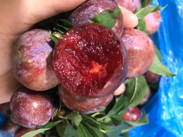 Trồng ở vùng núi cao, thổ nhưỡng tốt, cây lâu năm cộng với đặc trưng khí hậu nóng ẩm của vùng Tây Bắc nên những trái mận ở đây giòn, đỏ thẫm, dóc hạt, được mệnh danh là mận ngon nhất trong các loại mận.