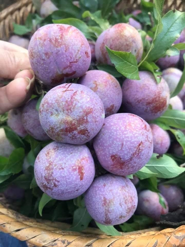 Do đó, dù quả mận không quá to như mận ở nhiều nơi khác nhưng mận Pu Nhi vẫn được khách hàng tìm mua.